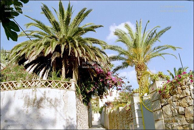 Palmen in Veli Losinj