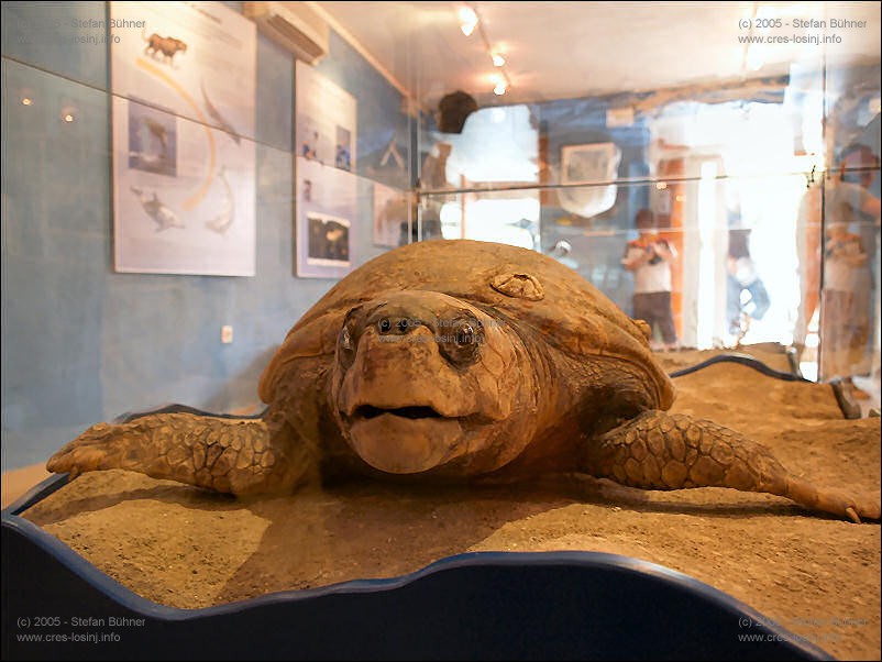 in der Ausstellung des Adriatic Dolphin Projects im Hafen von Veli Losinj in Kroatien: das Meer um die Inseln Cres und Losinj ist nicht nur von seltenen Delphinen bewohnt - auch Meeresschildkr�ten sind in den Gew�ssern zu finden