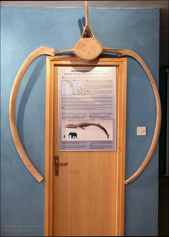in der Ausstellung des Adriatic Dolphin Projects im Hafen von Veli Losinj in Kroatien - Rippenbogen eines sehr gro&szlig;en ... ?