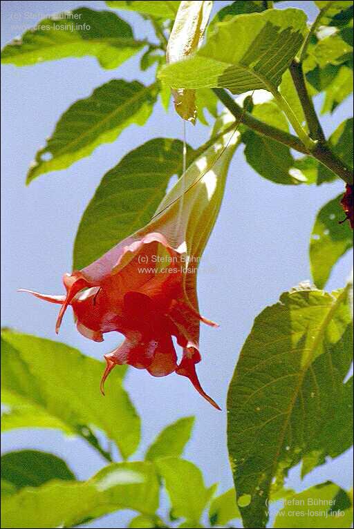 Bl�tenpracht in den G�rten von Mali Losinj