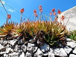 Blumenpracht im Fr�hjahr auf der Insel Losinj 