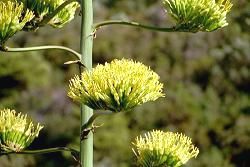 eine Agavenbl�te in der Sonnenbuch bei Veli Losinj