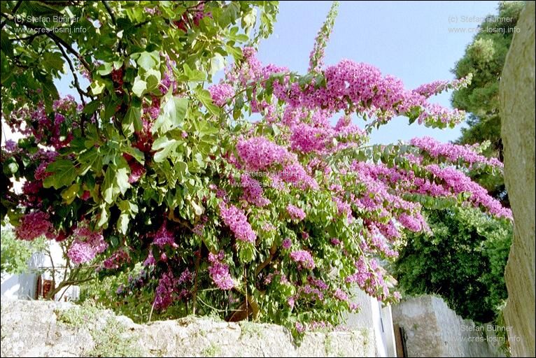 Bl�tenpracht in den Gassen von Veli Losinj